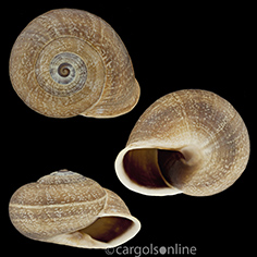 IMG_detallada/Otala (Otala) punctata.jpg